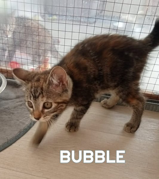 BUBBLE