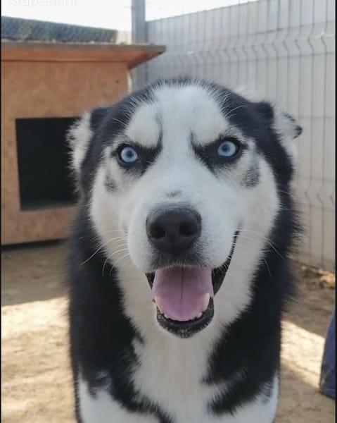 BUDDY