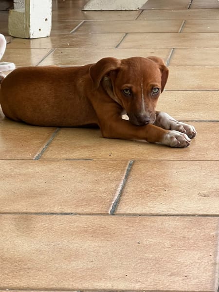 LYSSIA , chiot femelle Berger Créole