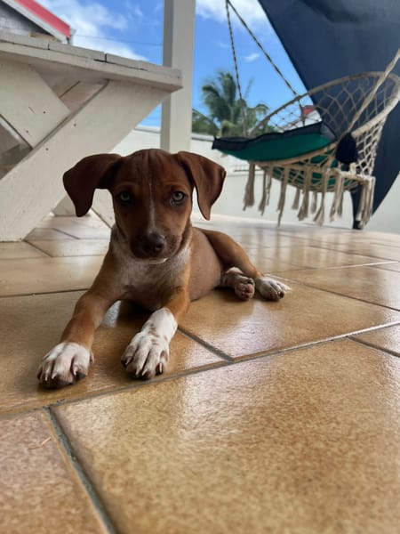 LYSSIA , chiot femelle Berger Créole
