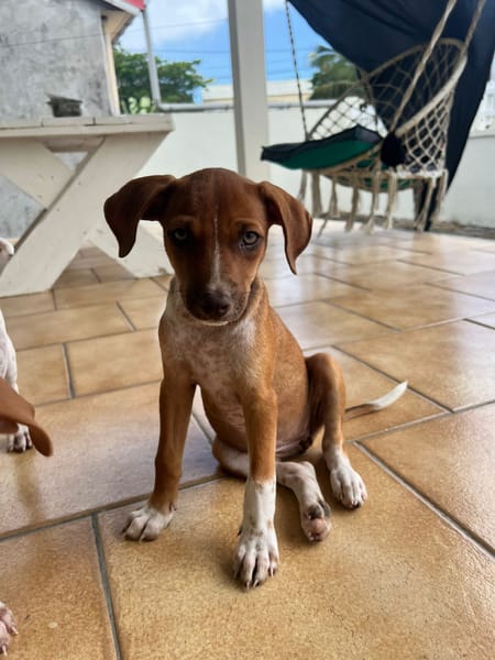 LYSSIA , chiot femelle Berger Créole