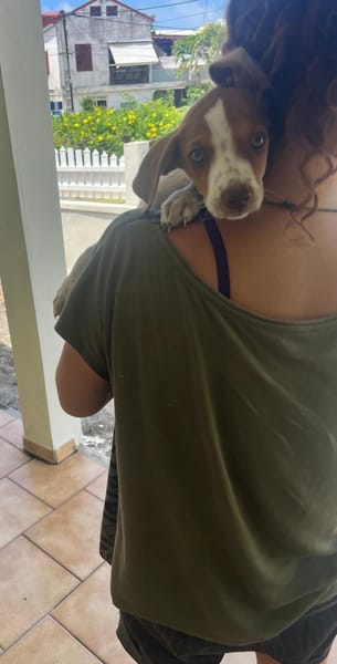 MYLA , chiot femelle Berger Créole