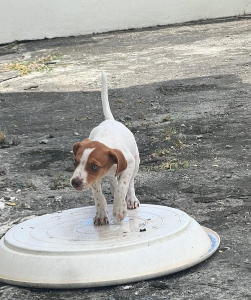 MYLA , chiot femelle Berger Créole