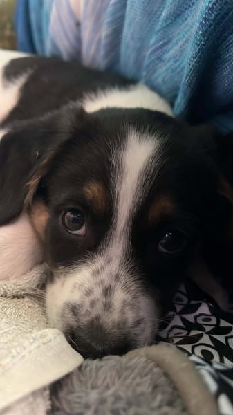 MAÏLO