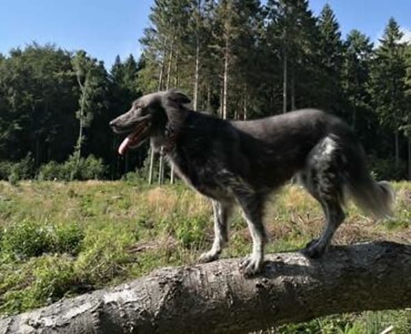 Zsömis sucht ein Zuhause