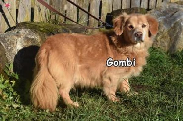 GOMBI