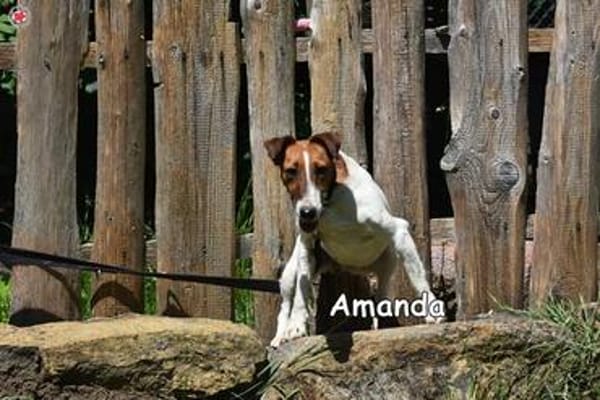 AMANDA