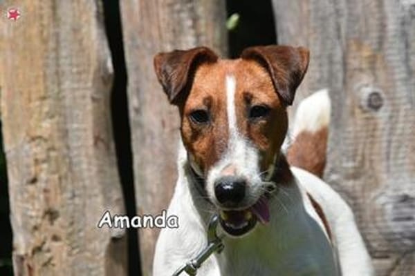 AMANDA