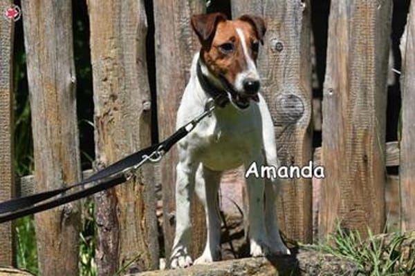 AMANDA