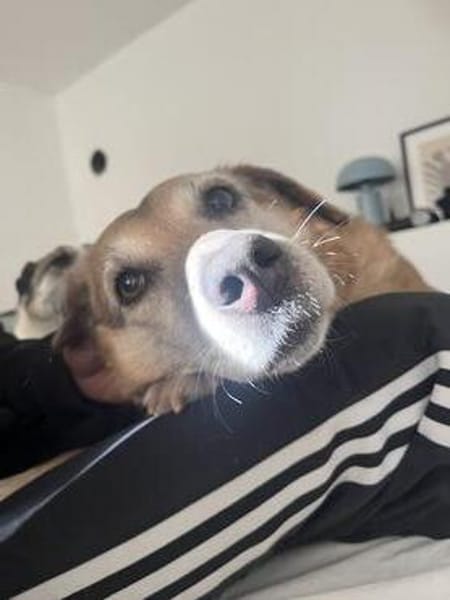 Seniorin BUNI sucht einen Lebensplatz!