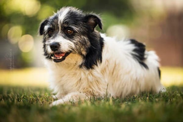 Lana eine liebevolle Terrier-Mix-Hündin