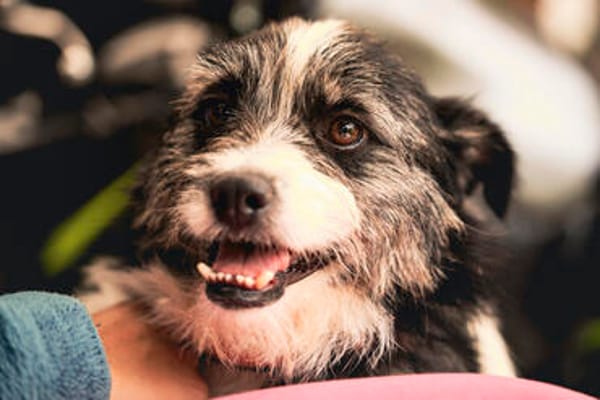 Lana eine liebevolle Terrier-Mix-Hündin