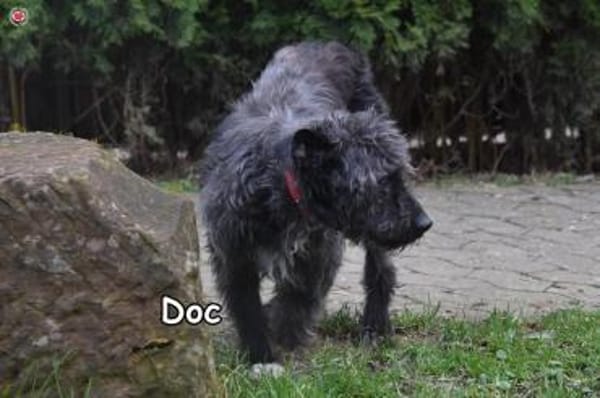 Doc