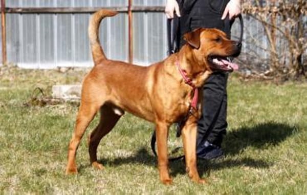 Tyson, su. Paten