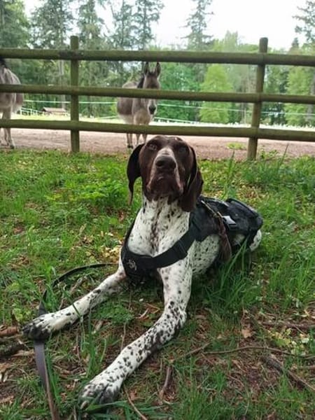 Sportliche Hundemensch(en) gesucht!