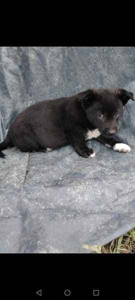 Welpe Balu sucht seine Familie