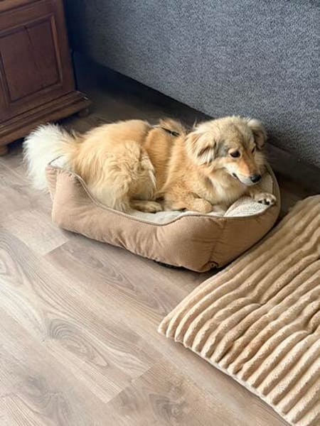 Mogli - schüchterner Rüde sucht Zuhause