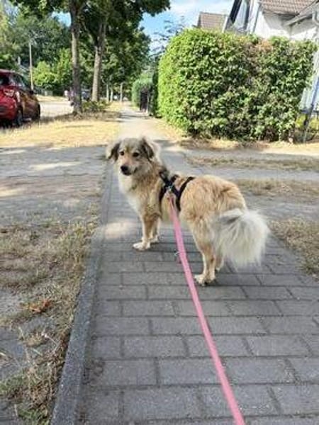 Mogli - schüchterner Rüde sucht Zuhause