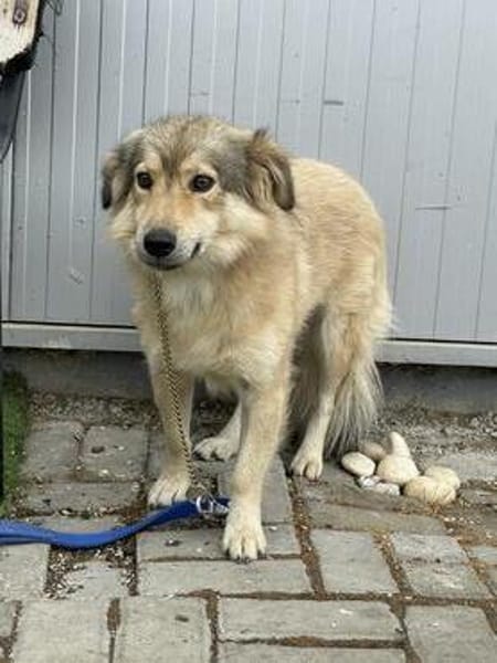 Mogli - schüchterner Rüde sucht Zuhause
