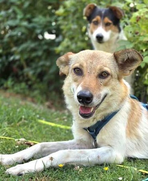 SABIA * die leisen Hunde sind die größten Schätze