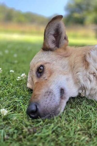 SABIA * die leisen Hunde sind die größten Schätze