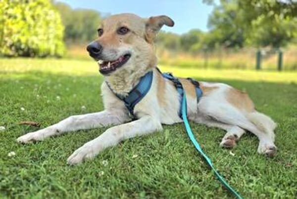 SABIA * die leisen Hunde sind die größten Schätze
