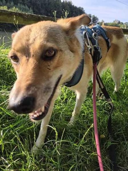 SABIA * die leisen Hunde sind die größten Schätze
