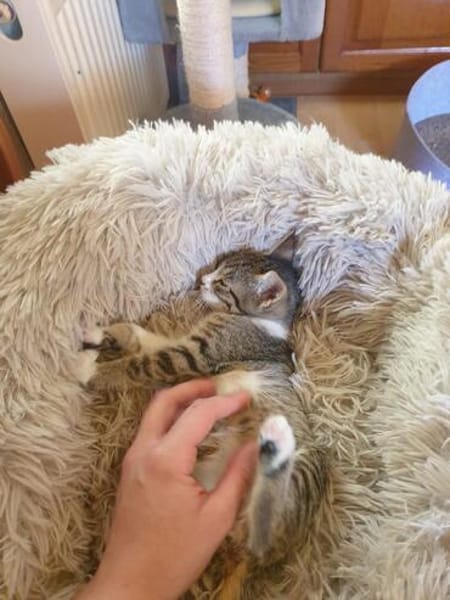 Kitten Vicky, Viviane & Vesna