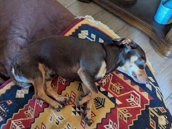 Mexi junger netter Dackelmischling