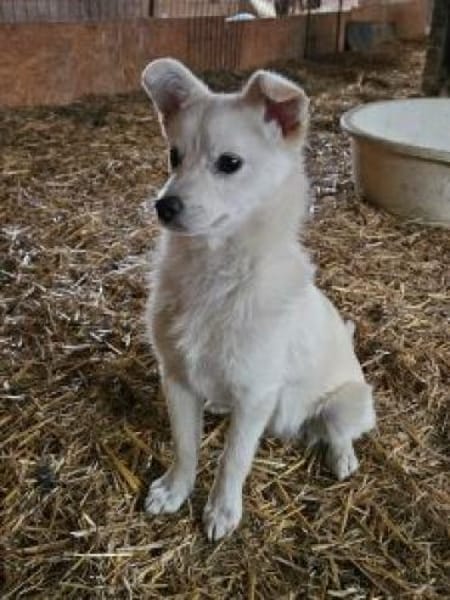 Seppi 35 cm (Pflegestelle)