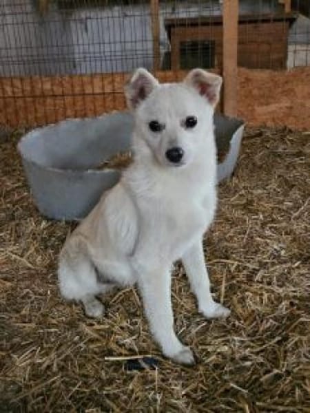 Seppi 35 cm (Pflegestelle)