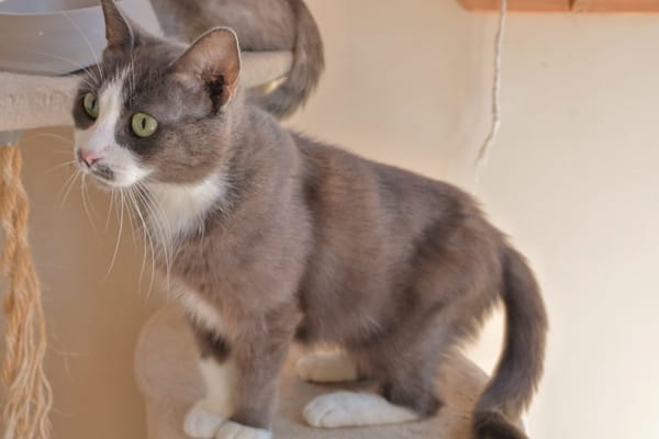 Duchesse (en cours d'adoption)