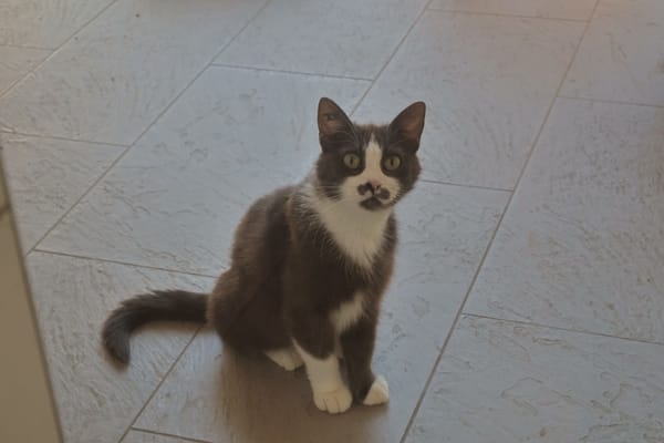 Duchesse (en cours d'adoption)