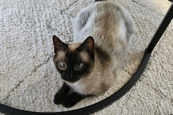BIMBA