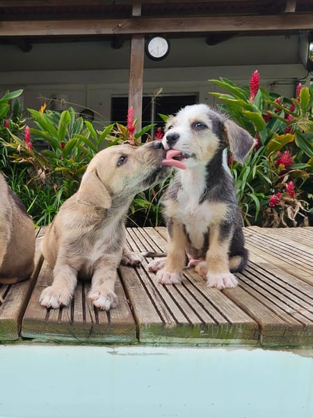 Milo le joyeux petit coquin