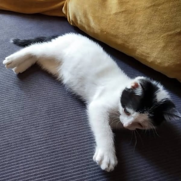 Twister