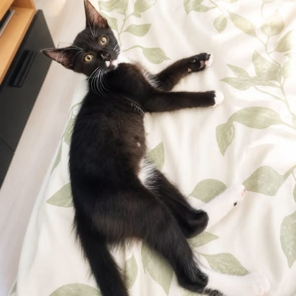 Bo