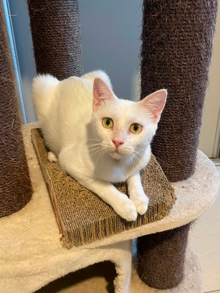 ESTHER chatte blanche
