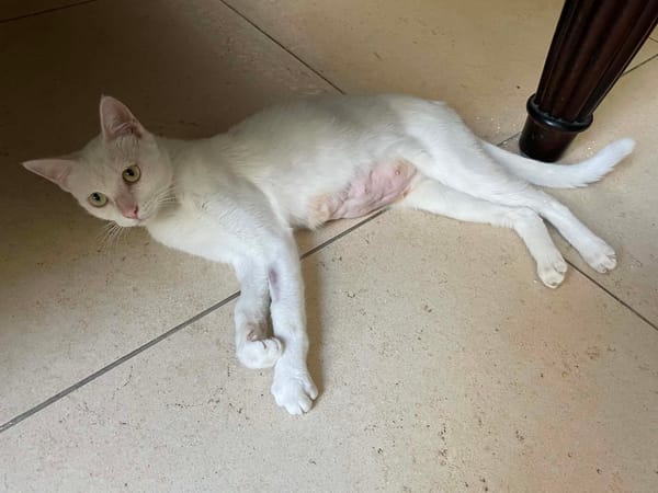 ESTHER chatte blanche