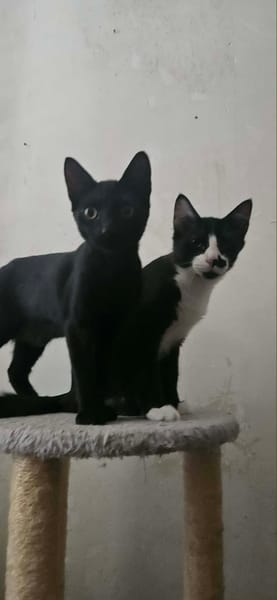 BATMAN chaton noir