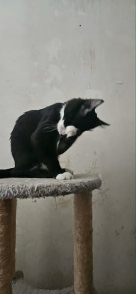 SOCQUETTE  CHATONNE NOIRE ET BLANCHE
