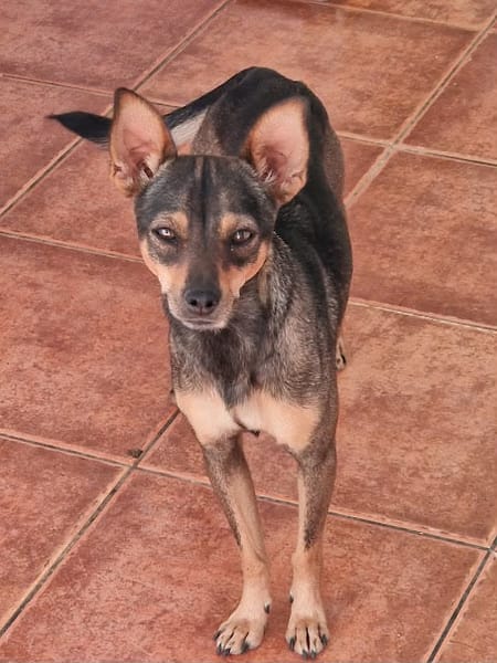 CHICA (Martina)