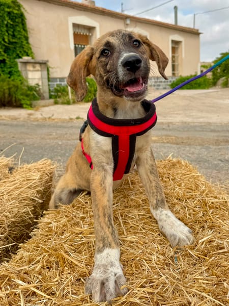 CASPIAN (Martina)