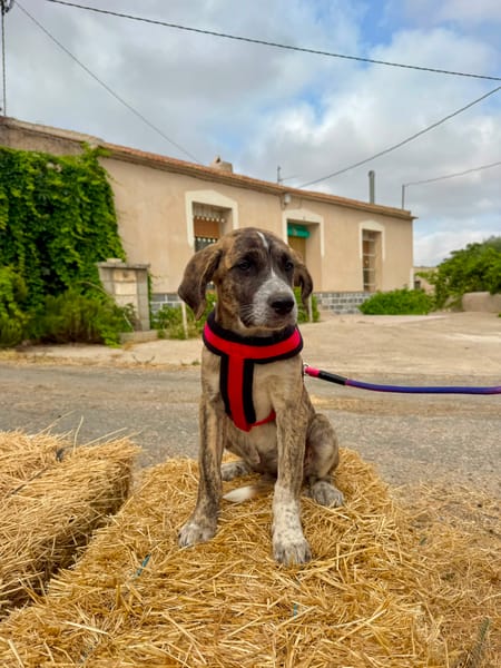 CASPIAN (Martina)