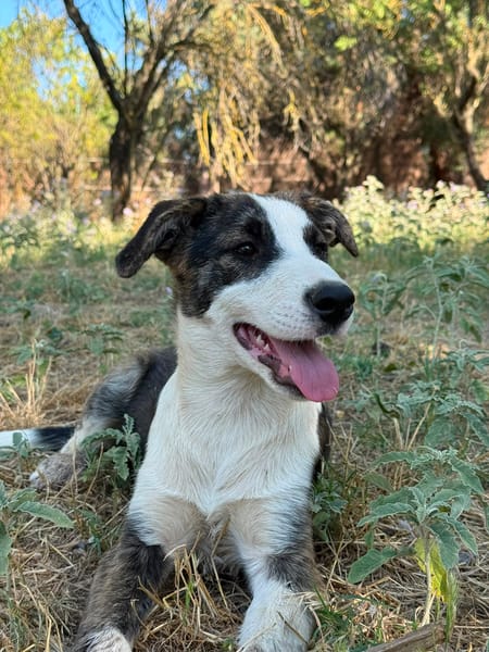 Nova