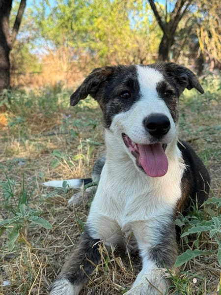 Nova