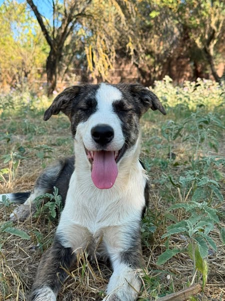 Nova