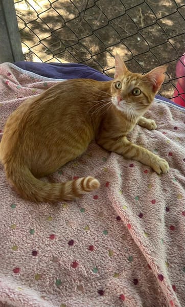TONY