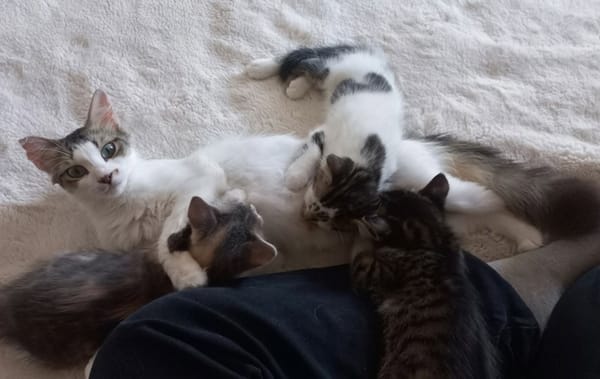 BELLA abandonnée avec ses petits