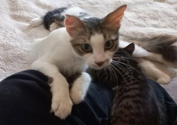 BELLA abandonnée avec ses petits